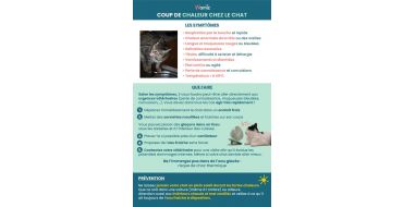 La canicule et nos chats...SOYONS ATTENTIFS !